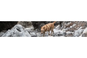 Friandise pour chien et chiot, Alimentation pour chiens - Huberland