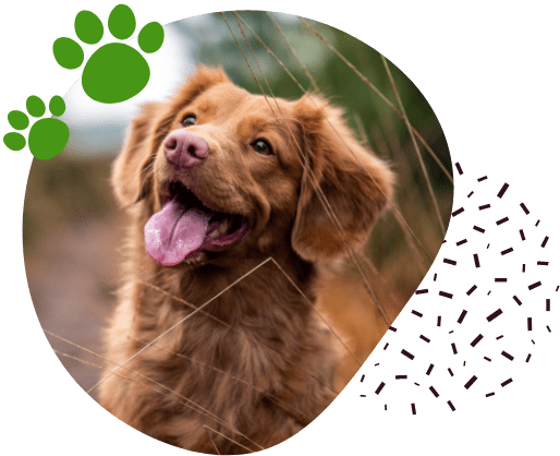 Illustration animalerie