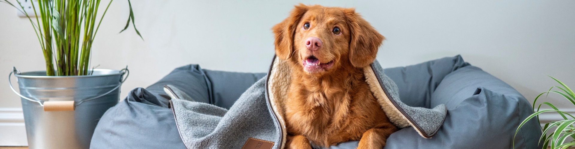 Friandises naturelles